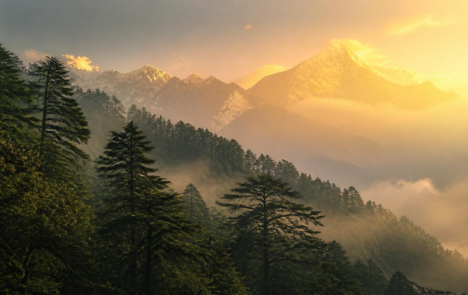 Misty Himalayan forest at dawn